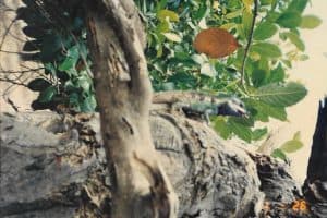 09-12-2020_21433 KAMELEON NA DRZEWIE