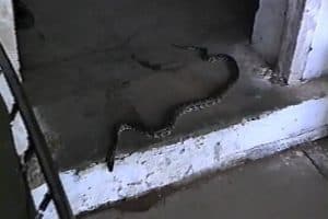 20294572_10212612716666399_9091951653447914690_n