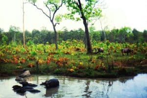 Przydomowe kąpielisko bawołów