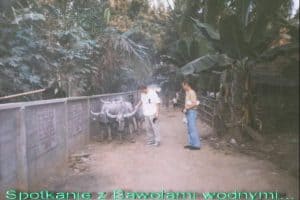 Pursat - spotkanie z Bawołem wodnym